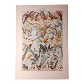 Lithographie sur les oiseaux de 1922 "hiboux"