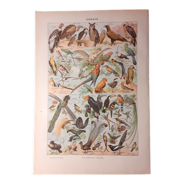 Lithograph on birds from 1922 "owls"
