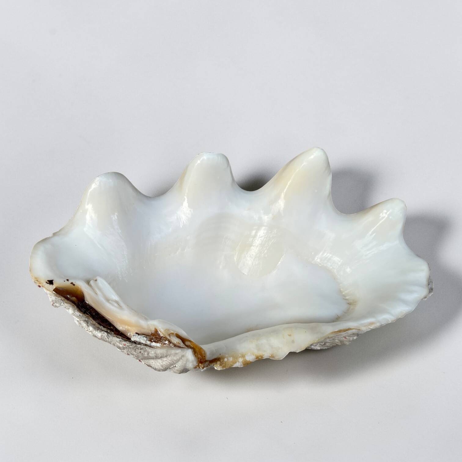 Vide-poche coquillage bénitier, années 70