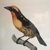 Ornithological board