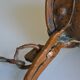 old large red copper cocklemar