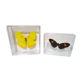 Ensemble de 2 papillons naturalises phoebis rurina Perou