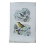 Affiche - gravure zoologique du 19ème siècle -figuier bleu - vert et jaune