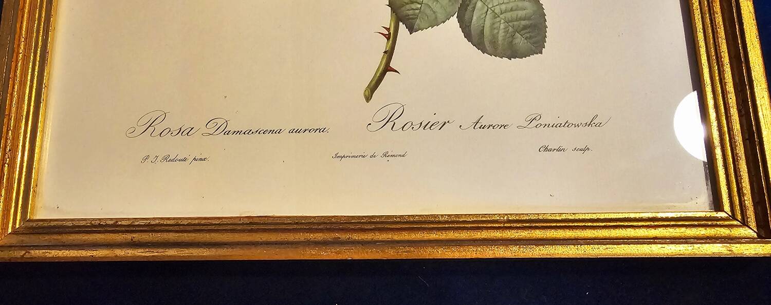 Frame pj Redouté le Rosier Aurore Poniatowska