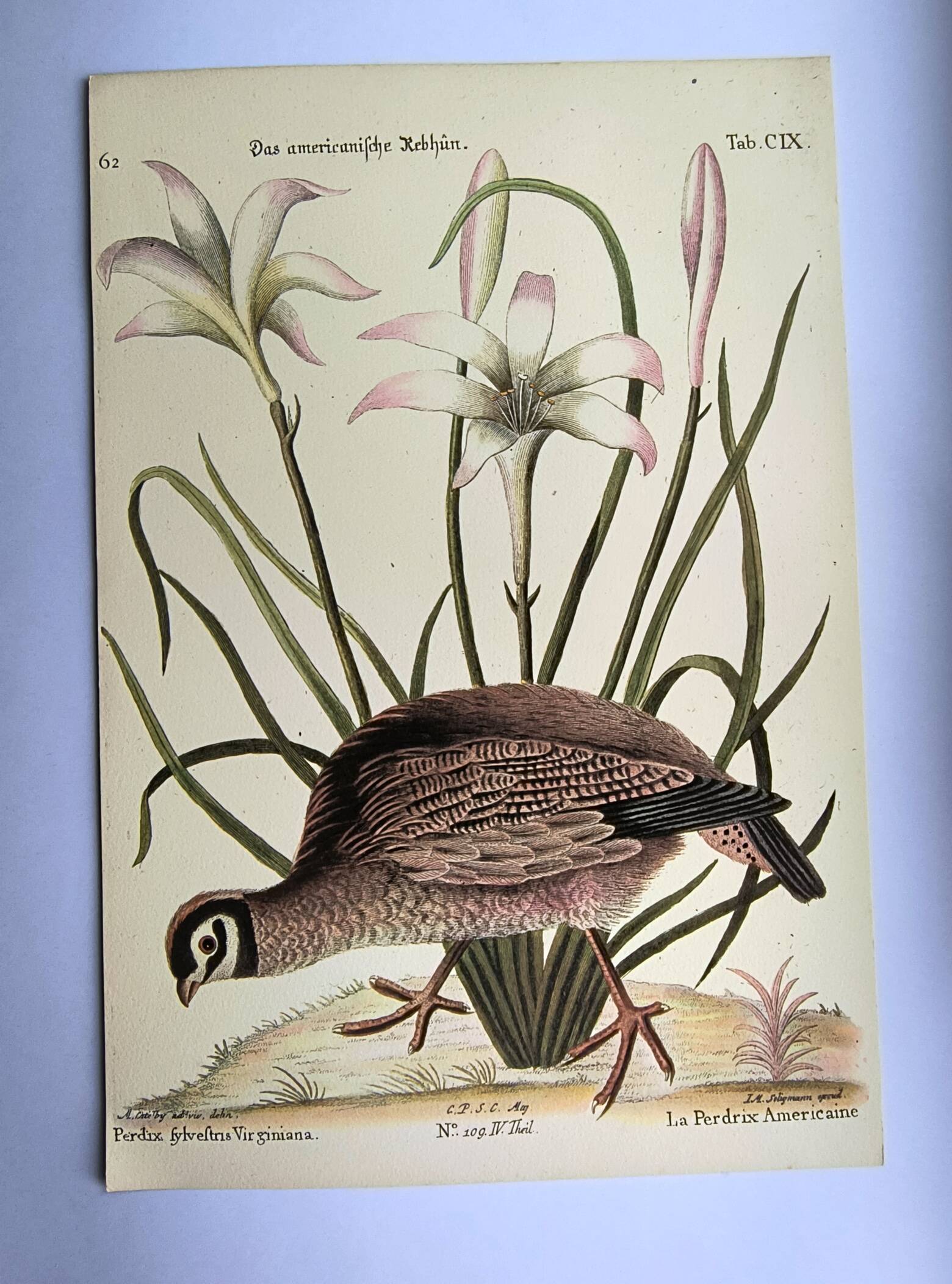 Bird engraving - American Partridge - Old plate by Seligman and flower