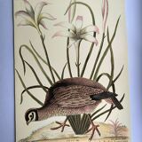Bird engraving - American Partridge - Old plate by Seligman and flower