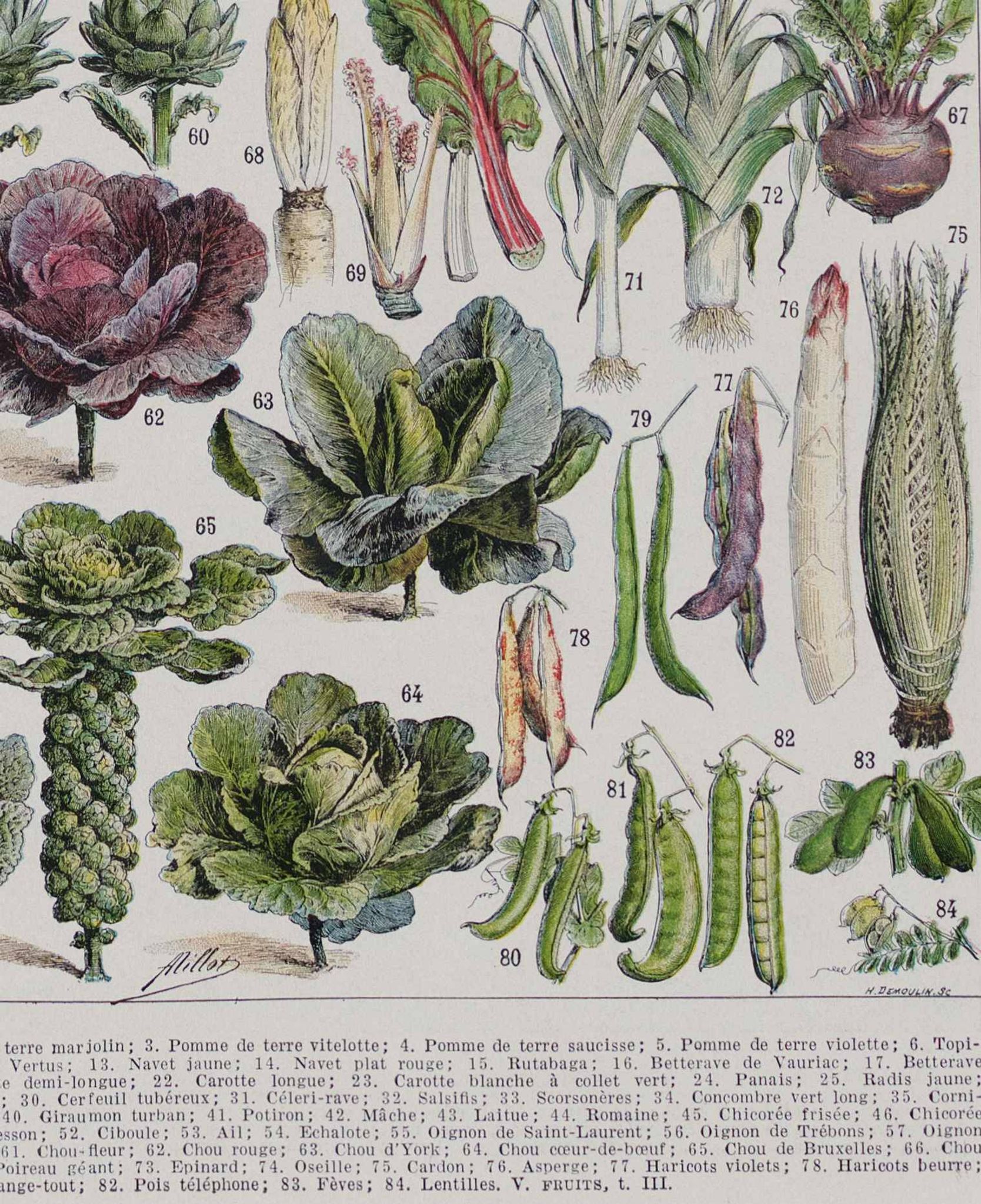 Botanical treasure of the 1930s: illustrated plate of forgotten vegetables.