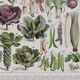 Botanical treasure of the 1930s: illustrated plate of forgotten vegetables.
