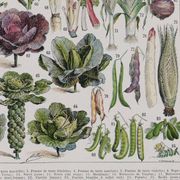 Botanical treasure of the 1930s: illustrated plate of forgotten vegetables.