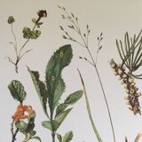 Botanical illustration Black rust mushroom 1969