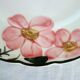 8 assiettes plates Villeroy & Boch "Wild rose", 1970