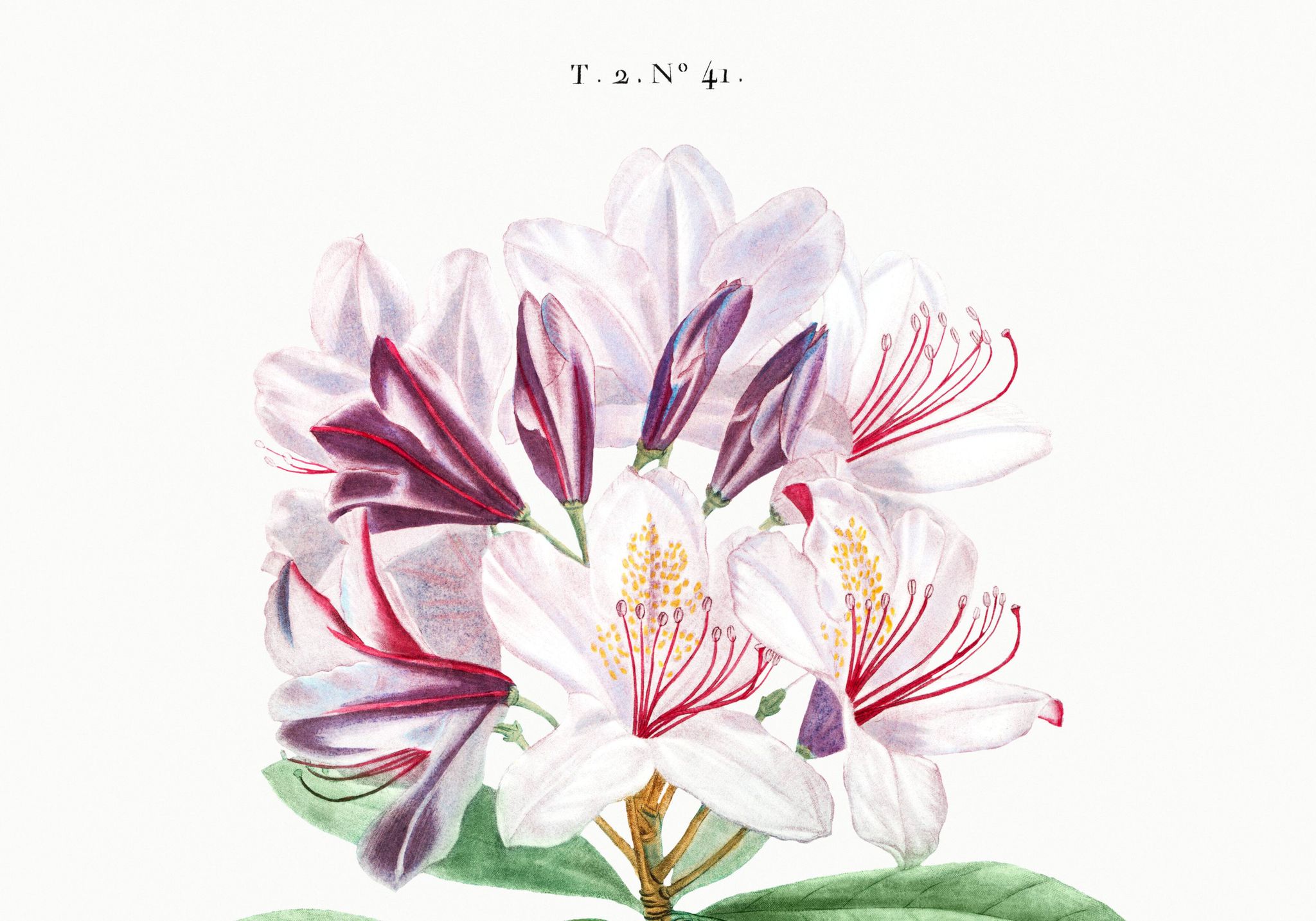 Botanical poster about the rhododendron, based on an old engraving from 1802