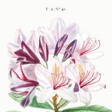 Botanical poster about the rhododendron, based on an old engraving from 1802