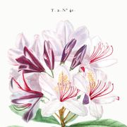 Botanical poster about the rhododendron, based on an old engraving from 1802