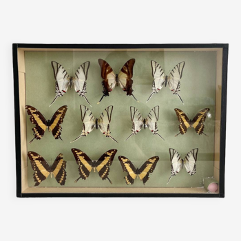 Collection box of vintage naturalized butterflies cabinet of curiosities