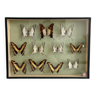 Collection box of vintage naturalized butterflies cabinet of curiosities