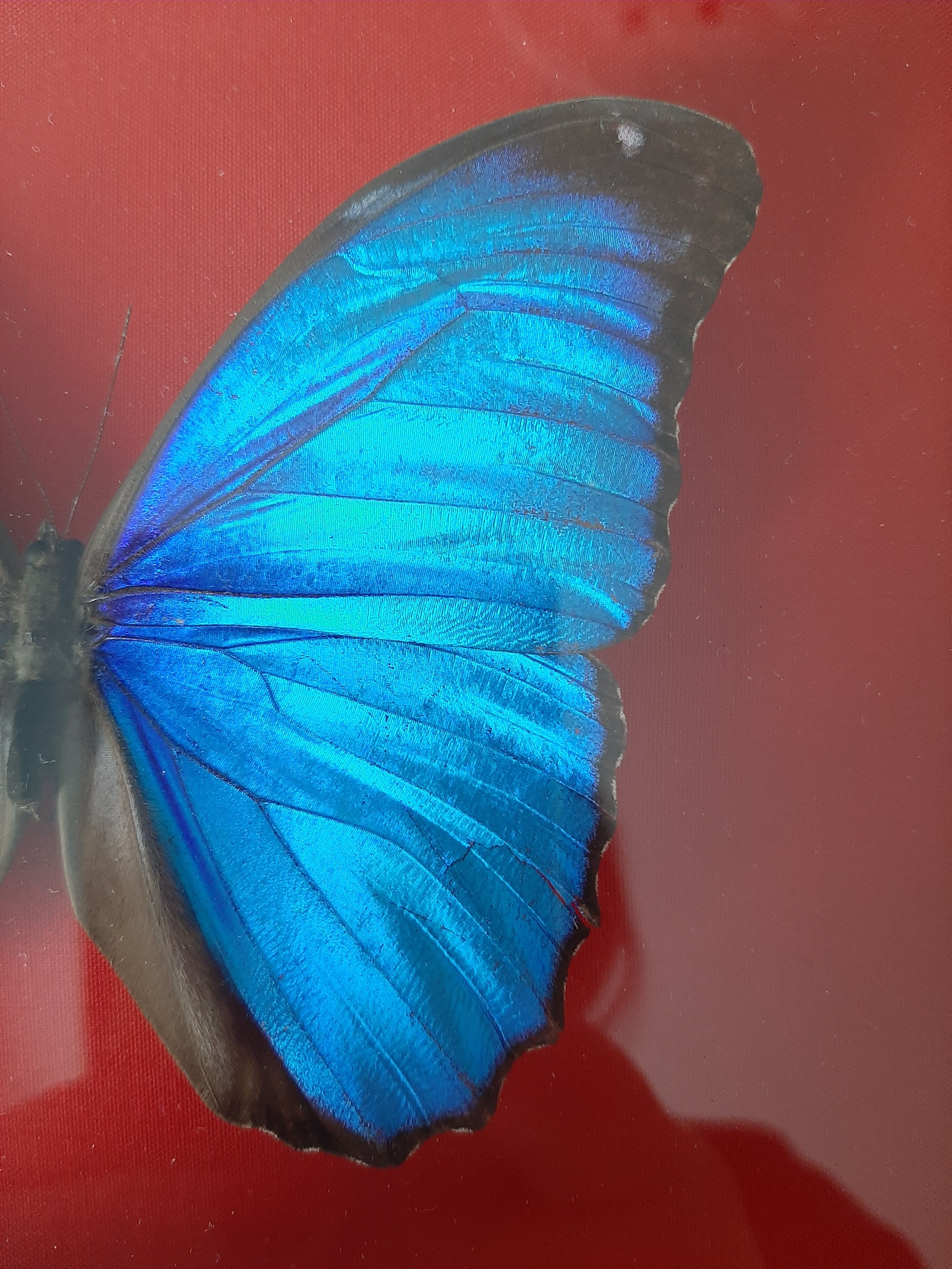 Blue butterfly frame morpho menelaus