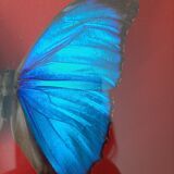 Blue butterfly frame morpho menelaus