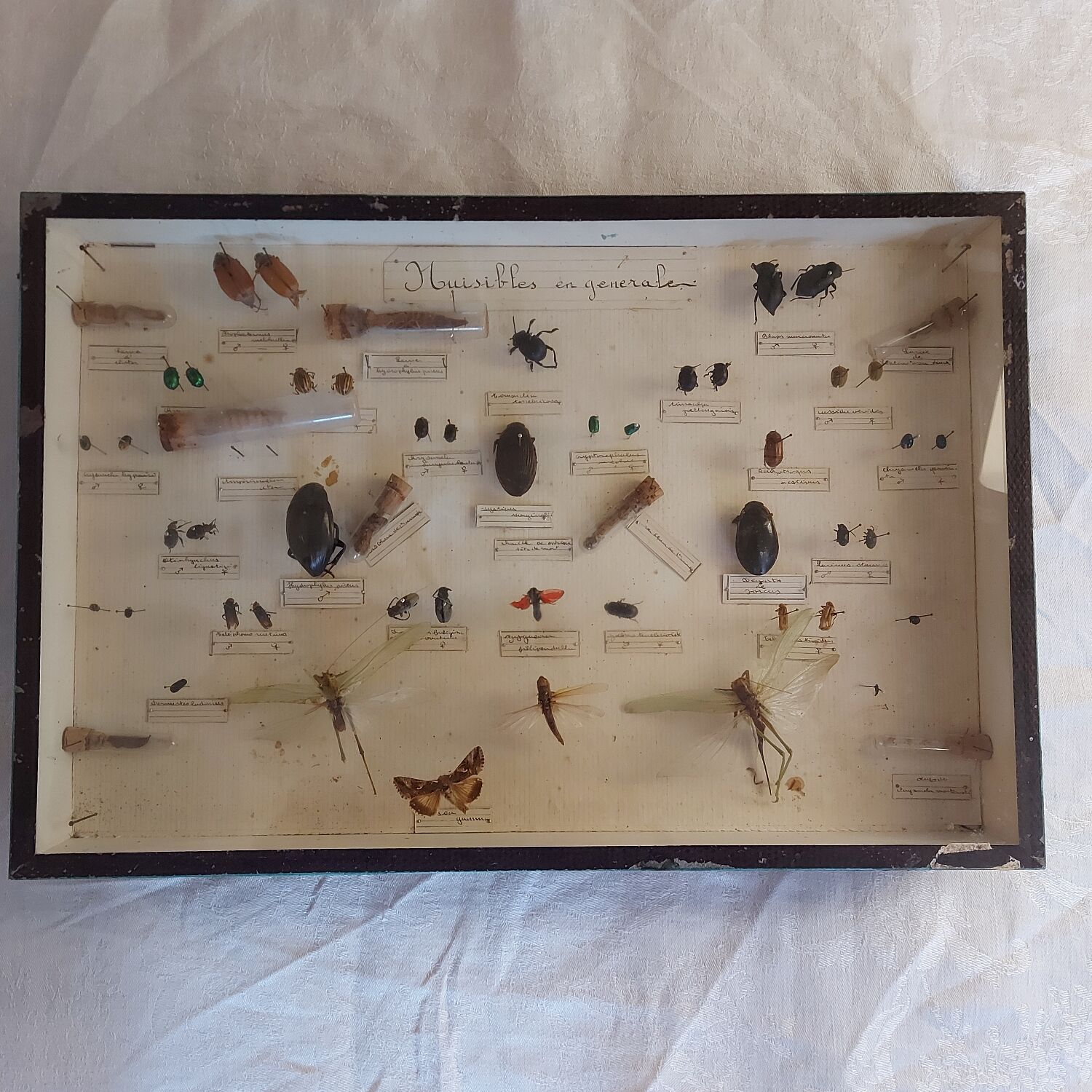 Insects frame 1920 entomology