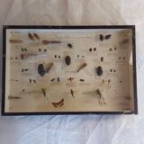 Insects frame 1920 entomology
