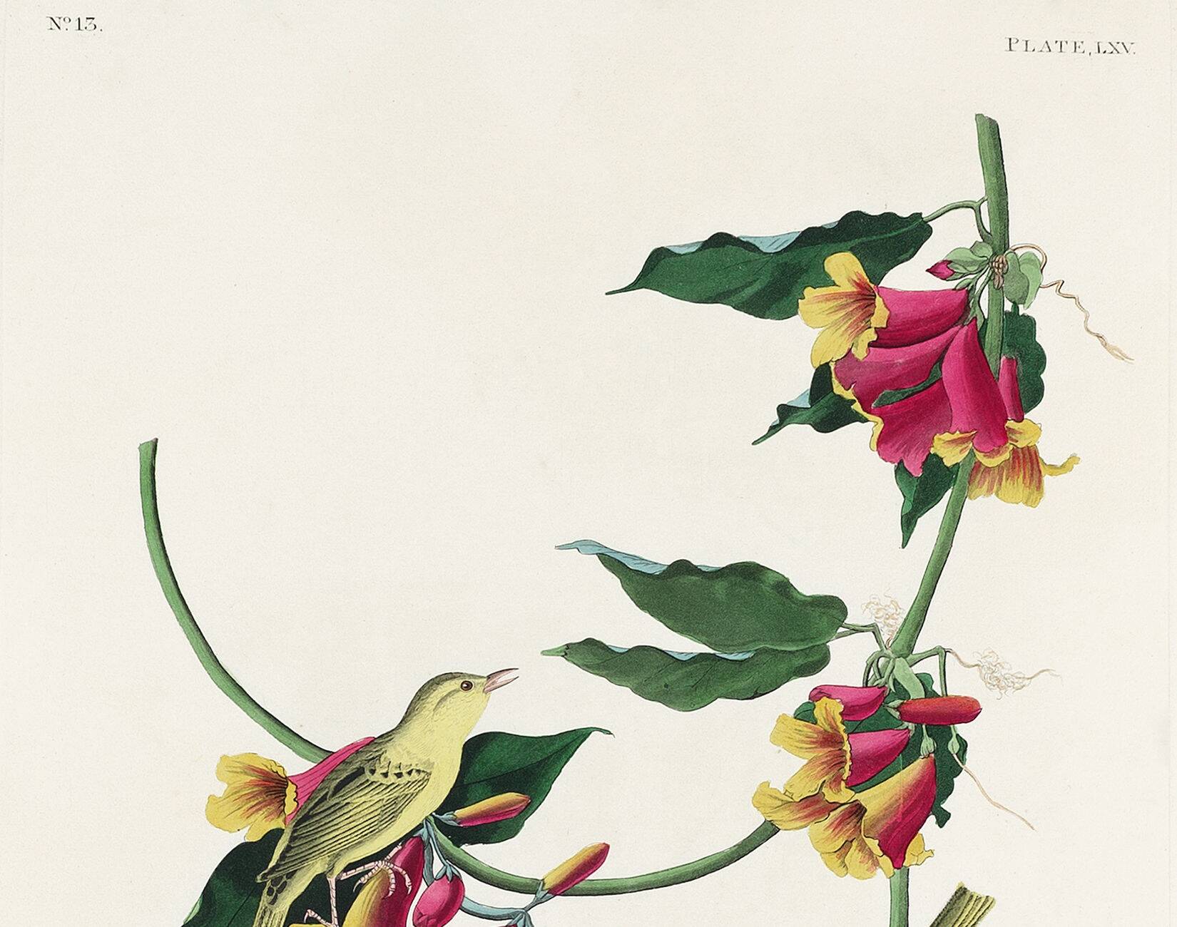 Poster about the Warbler, based on an old engraving from 1827.