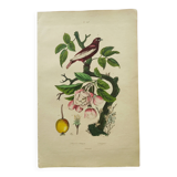 Antique engraving from 1839 - Apple tree and Pompadour - Hand-colored plate