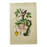 Gravure ancienne de 1839 -Pommier et Pompadour- Planche coloriée à la main