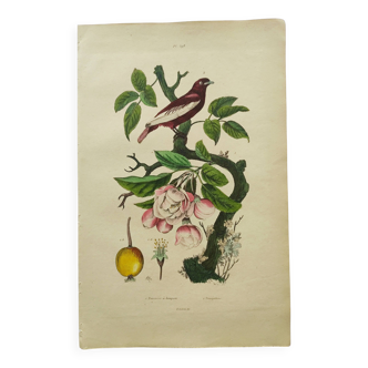 Antique engraving from 1839 - Apple tree and Pompadour - Hand-colored plate