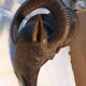 Important antelope mask - Bobo Tribe Burkina Faso