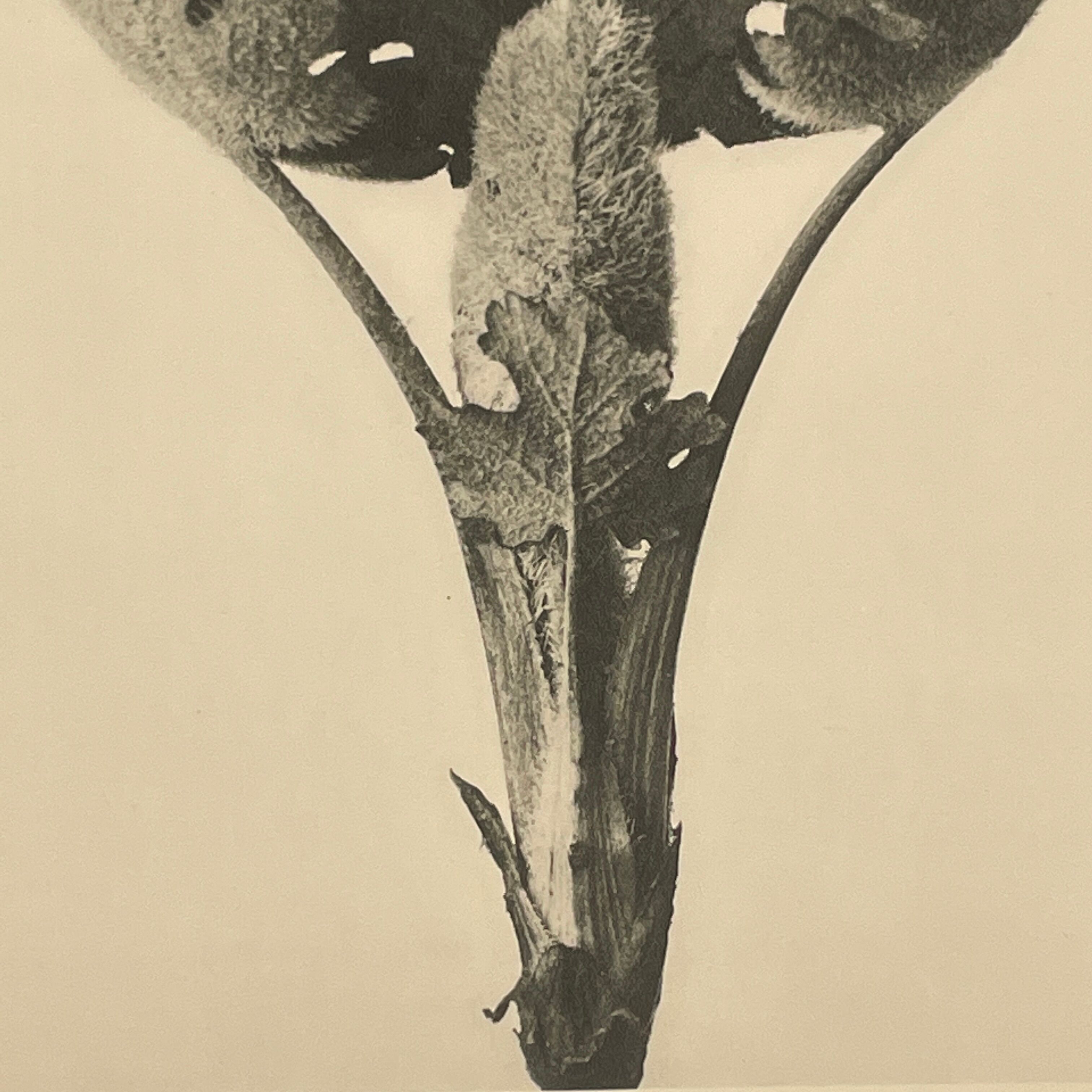 Rotogravure - Karl Blossfeldt