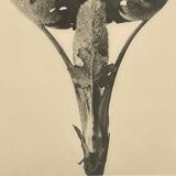 Rotogravure - Karl Blossfeldt