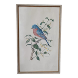 Vintage bird frame