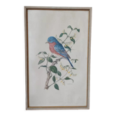 Cadre oiseau vintage