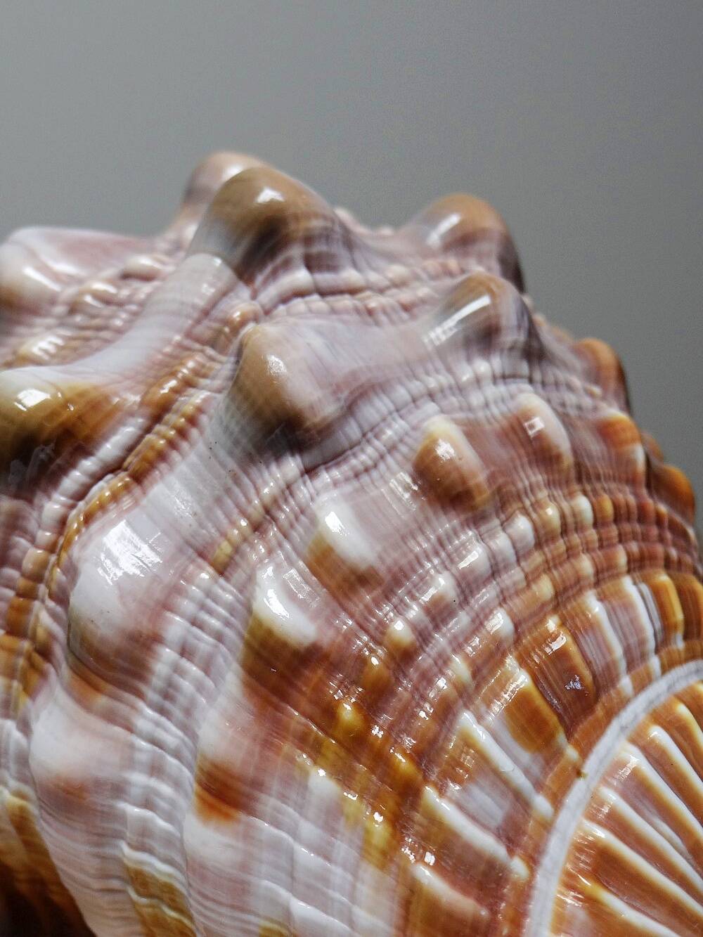 Vintage shell cabinet of curiosities Cypraecassis rufa 13cm
