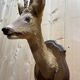 Deer head