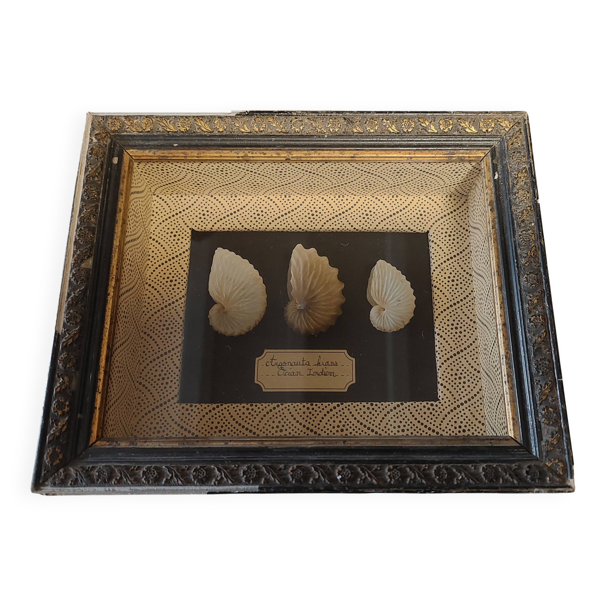 Frame with argonaut shells argonauta hians