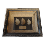 Frame with argonaut shells argonauta hians