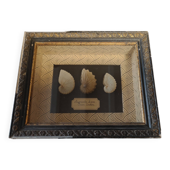 Frame with argonaut shells argonauta hians