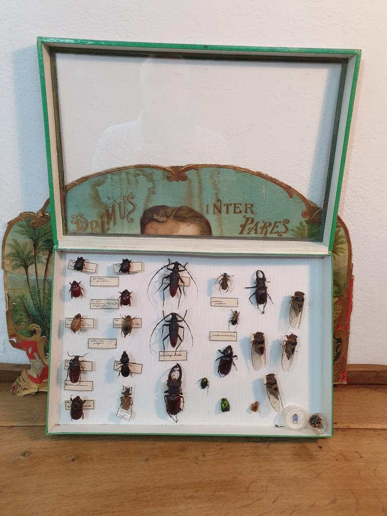 Entomology box Insect box