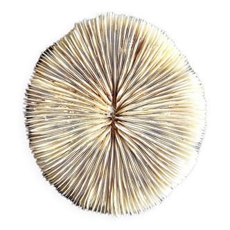 Fungia, white coral
