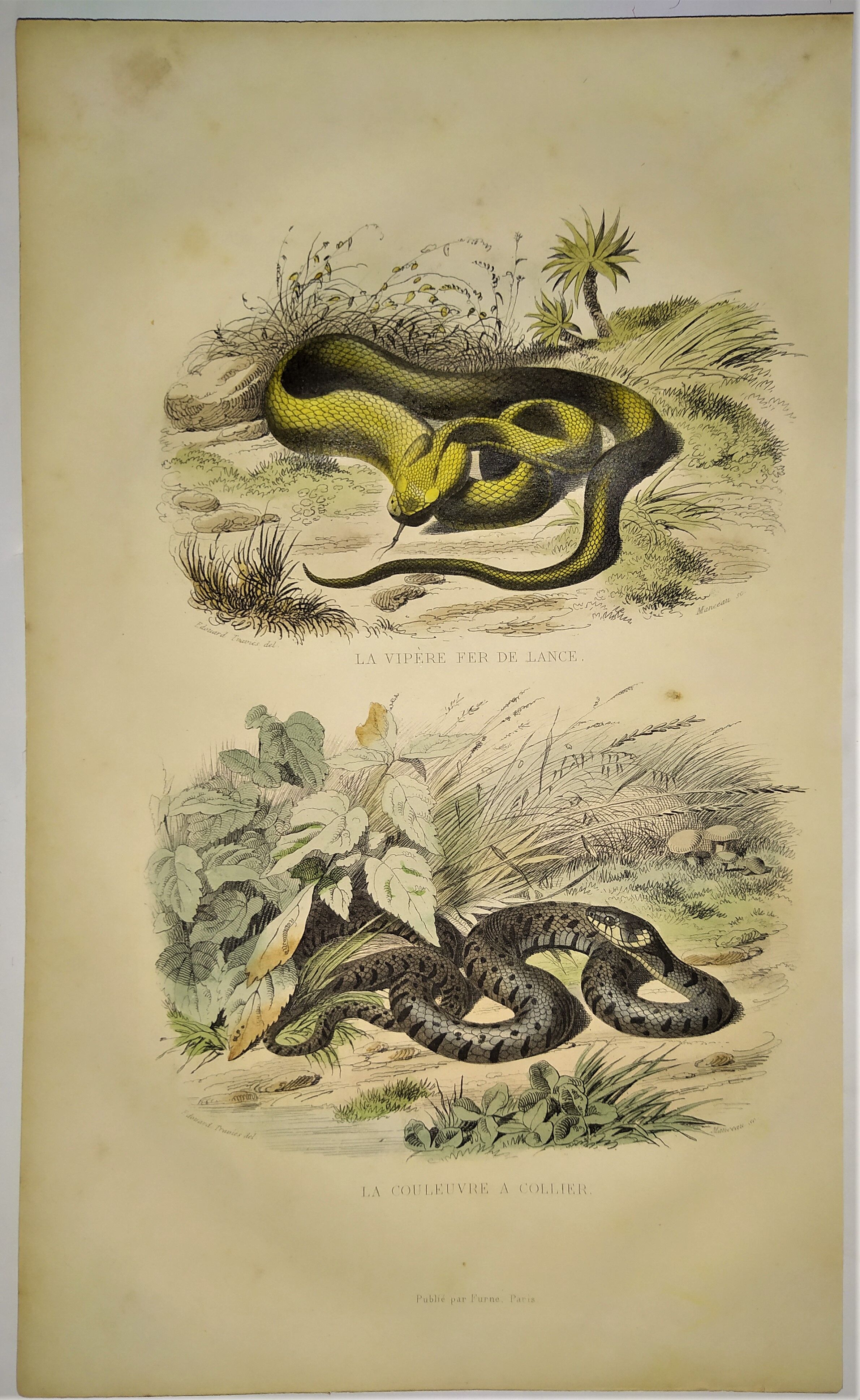 Original zoological plate of 1839 "saurian" the vipere spearhead &.....