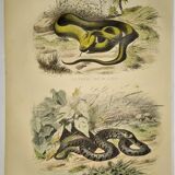Original zoological plate of 1839 "saurian" the vipere spearhead &.....