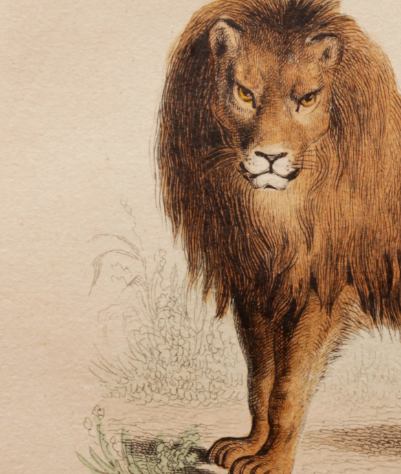 Illustration gravure animal vintage - Buffon 1850