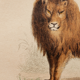 Illustration gravure animal vintage - Buffon 1850