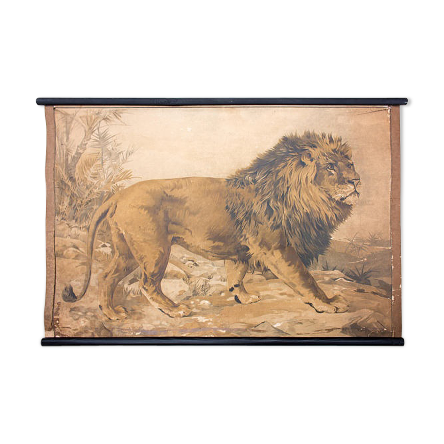 Educational poster, lion, lithograph, Karl Jansky, Böhmen, 1897