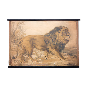 Educational poster, lion, lithograph, Karl Jansky, Böhmen, 1897