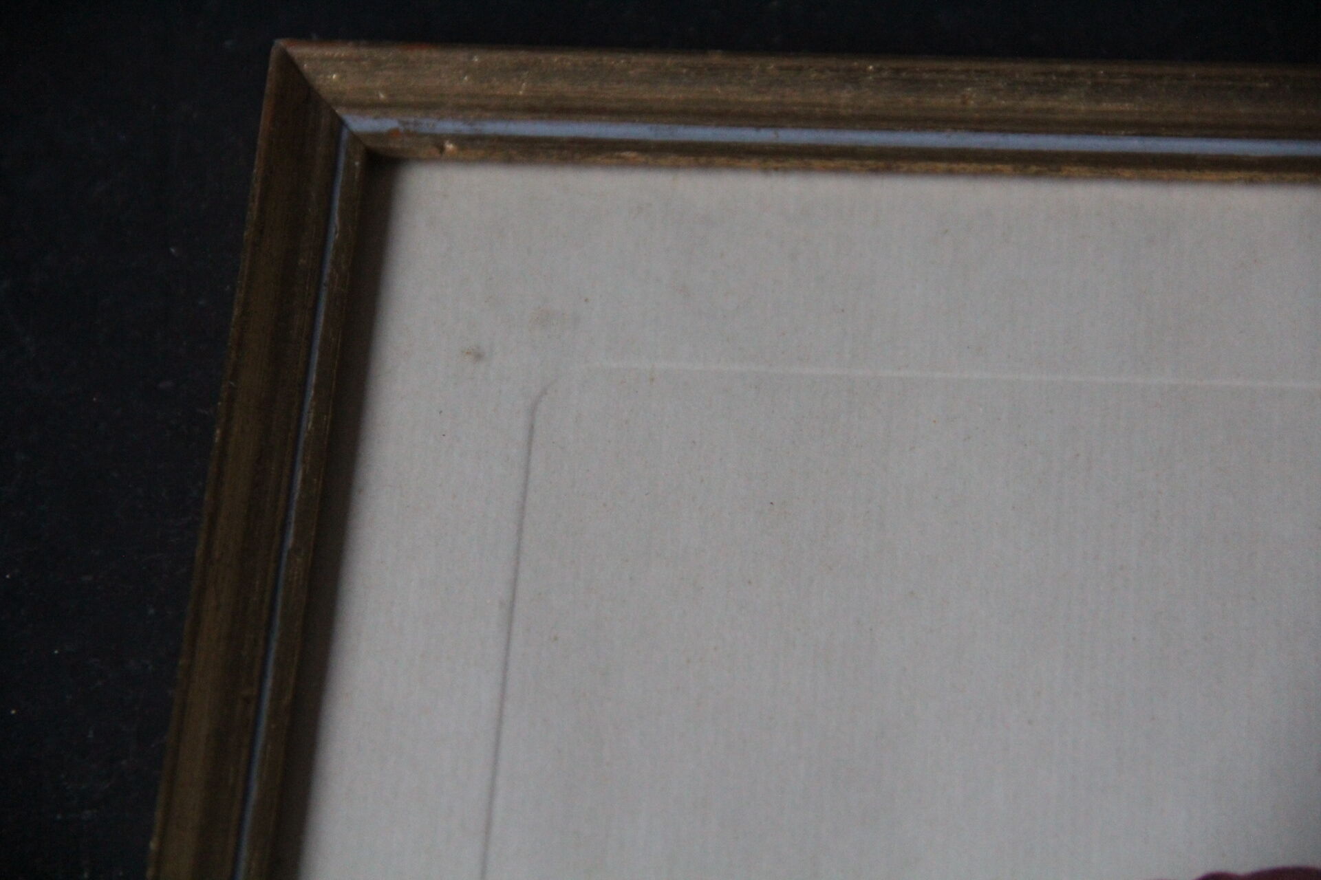 Framed engraving by PJ Redouté