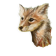Painting "Spring Fox"
