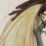 Bird Illustration