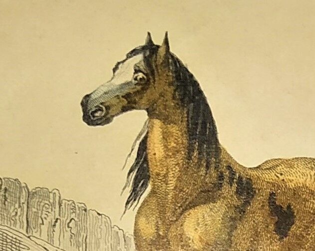 ORIGINAL ZOOLOGICAL FRAME ENGRAVING FROM 1839 " WHOLE HORSE,....,.... "